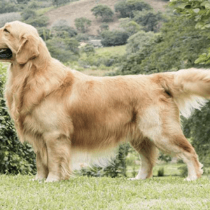 Golden Retriever Dog