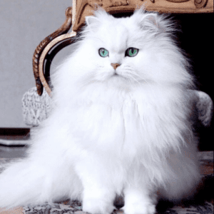 Persian Cat