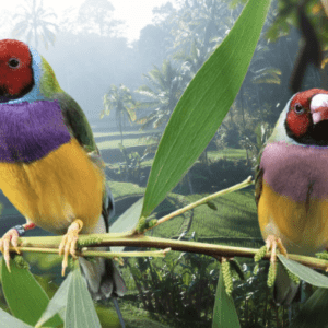 Gouldian Finch (Green Ordinary)