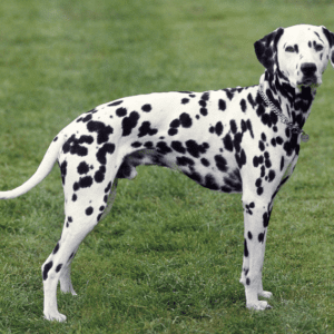Dalmatian Dog