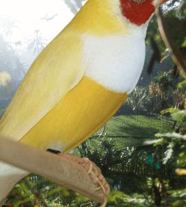 Yellow Gouldian Finch