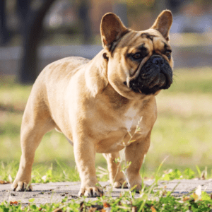 French Bulldog