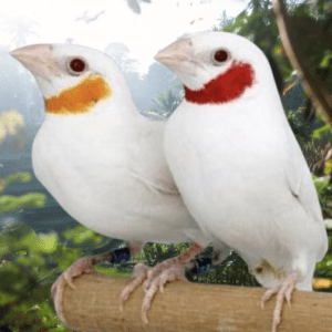Albino Cut-throat Finch