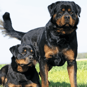 Rottweiler Dog
