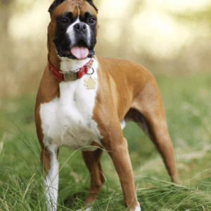 Boxer Dog