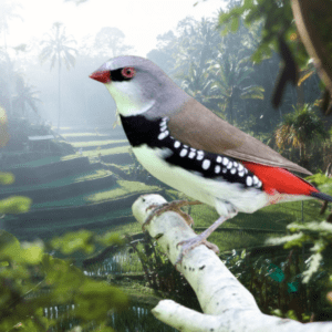 Black Diamond Sparrow