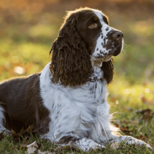Cocker Spaniel Dog