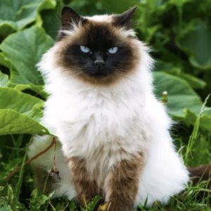 Himalayan Cat