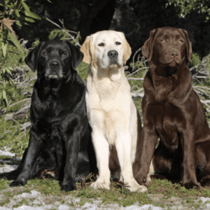 Labrador Retriever Dog