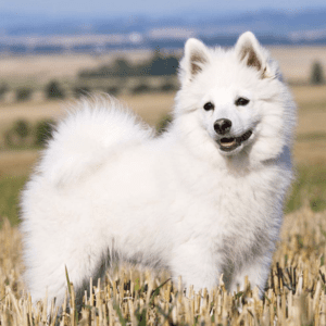 German Spitz Dog