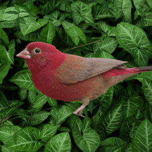 Red-bellied Fire Finch