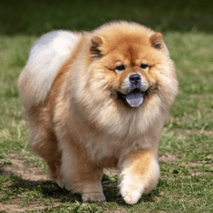 Chow Chow Dog