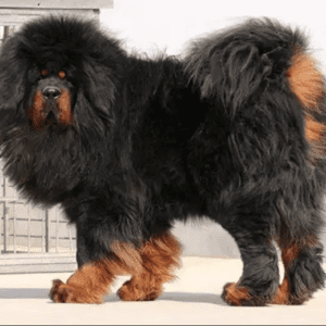 Tibetan Mastiff Dog