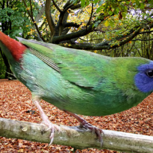 Blue-Faced Parrot Finch