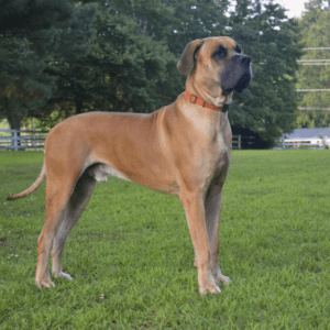 Great Dane Dog