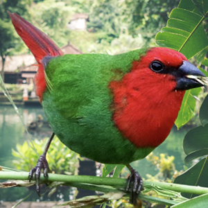 Red-Faced Parrot Finch