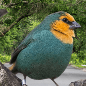 Sea Green Parrot Finch