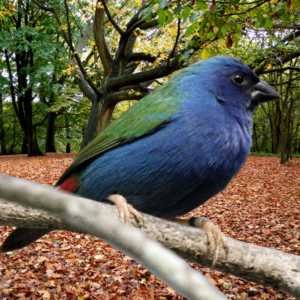 Tri colored Parrot Finch