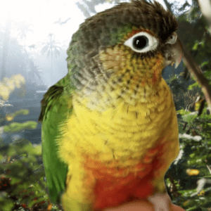 Yellow-Sided Conure