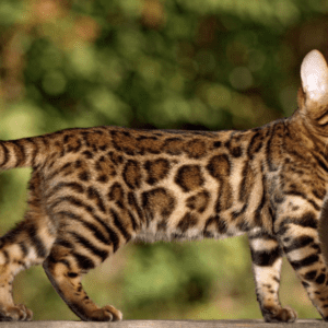 Bengal Cat