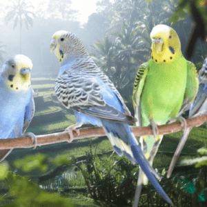 Budgies