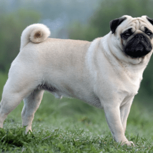 Pug Dog