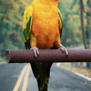 Sun Conure Adult