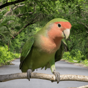 Rosy Love Birds