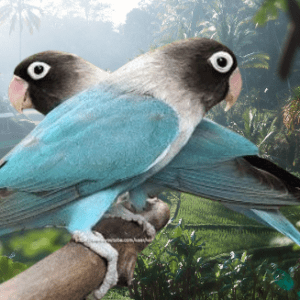 Cobalt Mask Love Bird