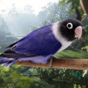 Violet Mask Love Bird