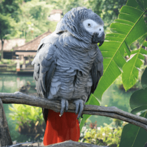 African Grey Parrot