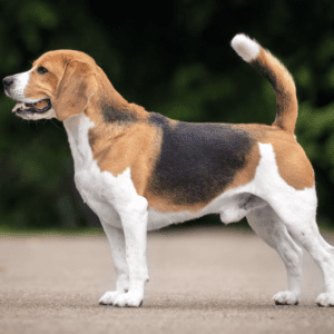 Beagle Dog