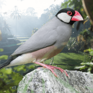 Java Sparrow