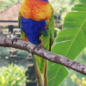 Rainbow Lorikeet