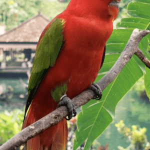 Chattering Lorikeet
