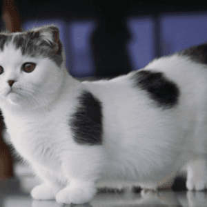 Munchkin Cat
