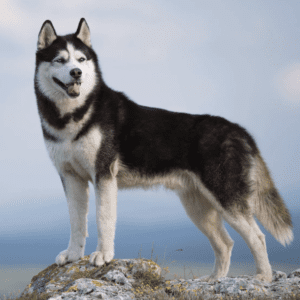 Siberian Husky Dog