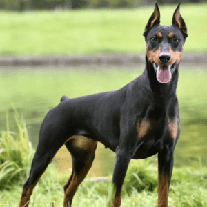 Doberman Dog