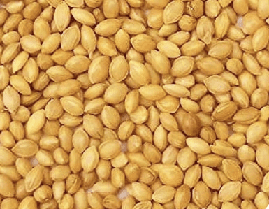 Premium Big Kangni seed Deluxe (Budgies)