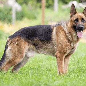 German Shepherd Dog