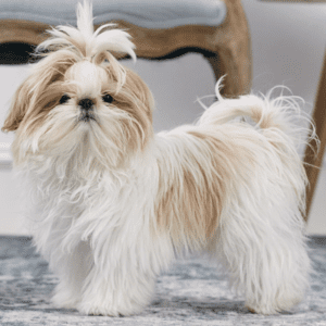 Shih Tzu Dog