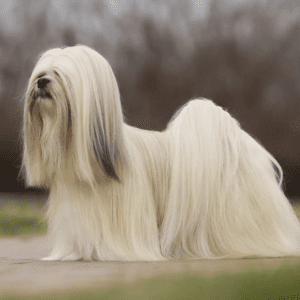 Lhasa Apso Dog