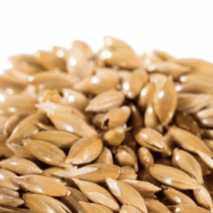 Canary Seed