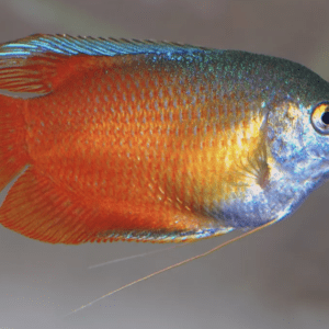 Red Dwarf Gourami