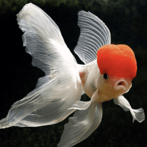 Red Cap Goldfish