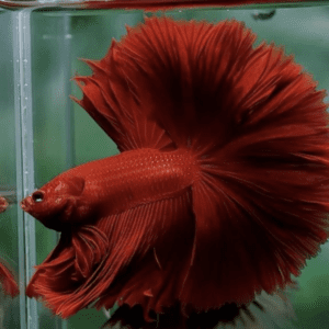 Red Full Moon Betta Fish