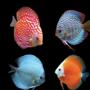 Discus Fish