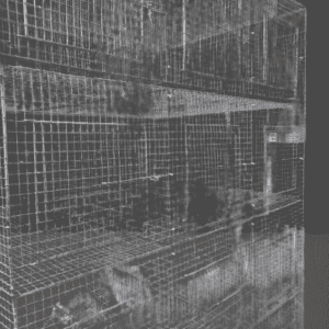 1/1.5/1.5 Feet Java & Gouldian Cage (15 boxes)